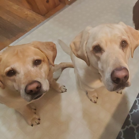 Meet your Posher, Posh - Picture 1 of 1